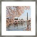 Washington Dc Cherry Blossoms And #4 Framed Print