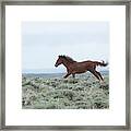 Wyoming Wild Horses #6 Framed Print