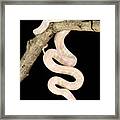 Albino California Kingsnake #5 Framed Print