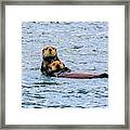 Animals Alaska Usa #5 Framed Print