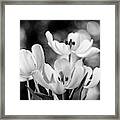 Blooming Tulip Flowers #5 Framed Print