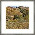 California Native Oak Trees Grow #5 Framed Print