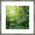 Canopy Of Jungle #5 Framed Print