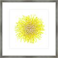 Chrysanthemum Flower #5 Framed Print
