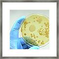 Colony Of Bacteria On Culture Medium #5 Framed Print