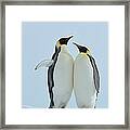 Emperor Penguin #5 Framed Print