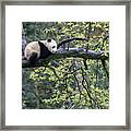 Giant Panda Cub In Tree #5 Framed Print