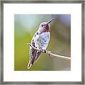 Male Anna's Hummingbird #5 Framed Print