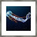 Sea Nettle Jellyfish #5 Framed Print