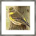 Yellow-rumped Warbler #5 Framed Print