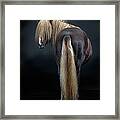 Portrait Of Icelandic Horse, Iceland #6 Framed Print