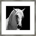 White Stallion Horse Andalusian Bw Framed Print