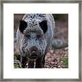Wild Boar (eurasian Wild Pig, Sus Scrofa #6 Framed Print