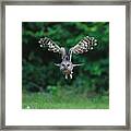 Barred Owl #7 Framed Print