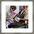 Andean Condor Conservation Project #8 Framed Print