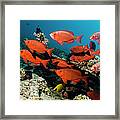 Coral Reef With Fish #8 Framed Print