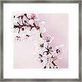 Sakura Cherry Blossom #8 Framed Print