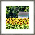 Sunflowers At The Stone Bank School Framed Print