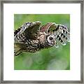Barred Owl... #9 Framed Print