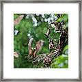 Straw-coloured Fruit Bats (eidolon #9 Framed Print