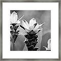 White Curcuma Flower #9 Framed Print