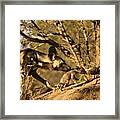 Wild Dog (lycaon Pictus). Hoedspruit #9 Framed Print