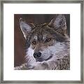 Wolf #9 Framed Print