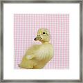 A Baby Duck Framed Print