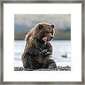 A Bear Cub And Its Yummy Sockeye Salmon Tail Framed Print