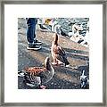 A Bird Market Framed Print