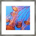 A Bloom Of Jellyfishes Framed Print