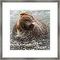 A Brown Bear Shakes Off Excess Water Framed Print