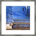 A Cat In Chefchaouen Framed Print