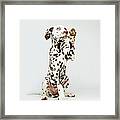 A Dalmatian Dog Raising Its Paw Framed Print