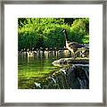 A Gaggle Of Geese Framed Print