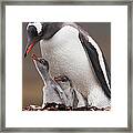 A Gentoo Penguin And Two Chicks On Framed Print