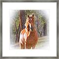 A Horse Framed Print