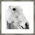 A Horse Named Lady Ii Bw Framed Print