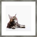 A Kitten Of Maine Coon Cat Framed Print