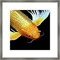 A Koi Fish With Serious Nasel Problems Framed Print