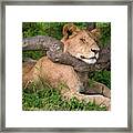 A Lioness Resting Her Head On A Low Framed Print