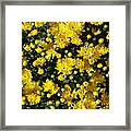 A Multitude Of Yellow Mums Framed Print