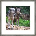A Pair Of Mackenzie Valley Wolves Framed Print