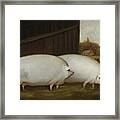 A Pair Of Pigs Framed Print