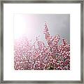 A Pink Blossoming Tree In A Fuzzy Light Framed Print