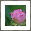 A Pink Lotus In Full Bloom Framed Print