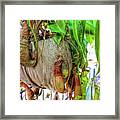 A Pitcher Plant On Our Terrace In Thailand Framed Print