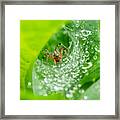 A Rainy Web Framed Print