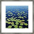 A Sea Of Lily Pads Framed Print