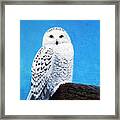 A Snowy Owl For Magnus Framed Print